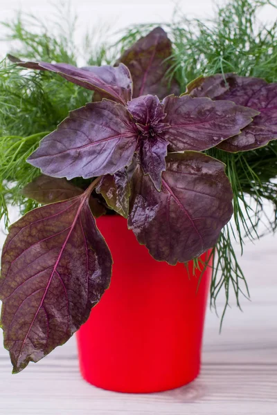 Close up purple basil in red vase.