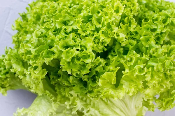 Close up green curly lettuce. — Stock Photo, Image