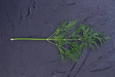 Siyah arka plan üzerine dereotu Şubesi.