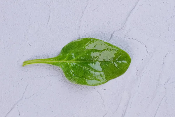 Basil herb fresh leaf.