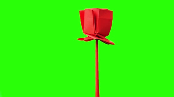 Yeşil ekranda kırmızı origami Lale. — Stok video
