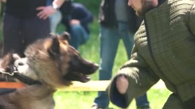 Köpek öfkeyle figurants kol ısırıyor.