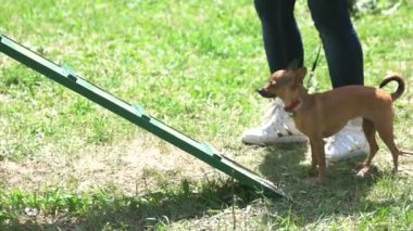 Chihuahua köpek yürüme cihazları kolayca çalışıyor.