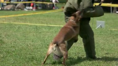 Cruely ısırma ve bir figurant dar bir tazı olduğunu.