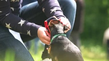 Master onun chihuahua şapkasını koyarak.