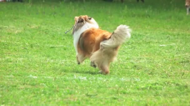 Rough Collie dog is running in slow motion. — Stock Video