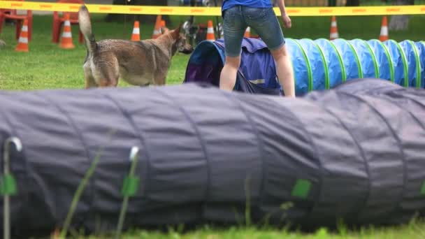 Dog se recusa a executar um comando . — Vídeo de Stock