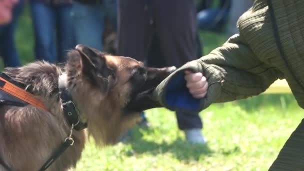 Köpek öfkeyle bir kol ısırıyor. — Stok video