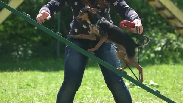 Женщина указывает направление своей собаке . — стоковое видео