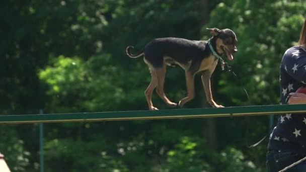 Chihuahua loopt op een plank. — Stockvideo