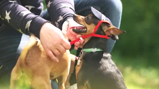Mestre está endireitando o chapéu de seu cão . — Vídeo de Stock