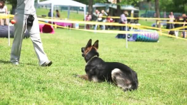 O cão está de pé e correndo pela ordem . — Vídeo de Stock