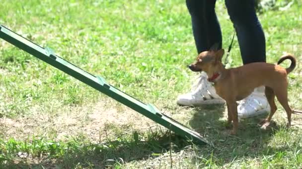 Chihuahua εύκολα να τρέχει μέσα από τον εξοπλισμό με τα πόδια του σκύλου. — Αρχείο Βίντεο
