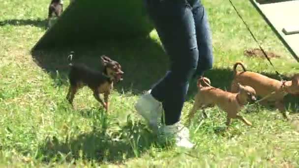 女性は、彼女の 3 つの小さな犬と一緒に歩いています。. — ストック動画