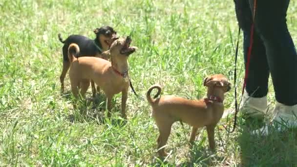 Les chihuahuas écoutent les ordres de leurs propriétaires .