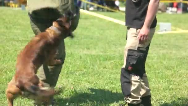 O cão está mordendo um figurante . — Vídeo de Stock