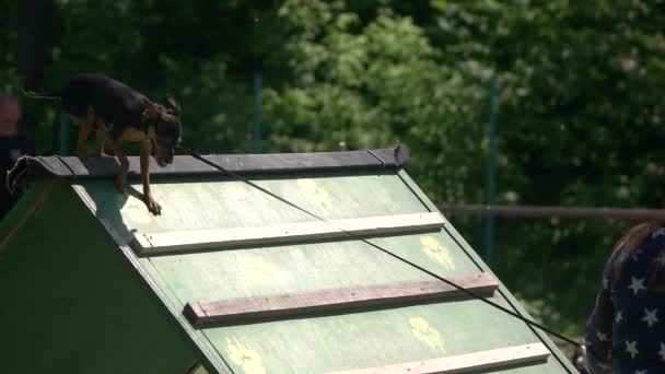 Lilla hunden är på väg ner en planka. — Stockvideo