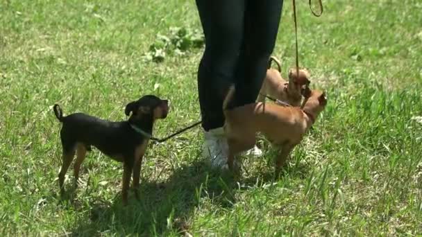 Three chihuahuas and their owner. — Stock Video