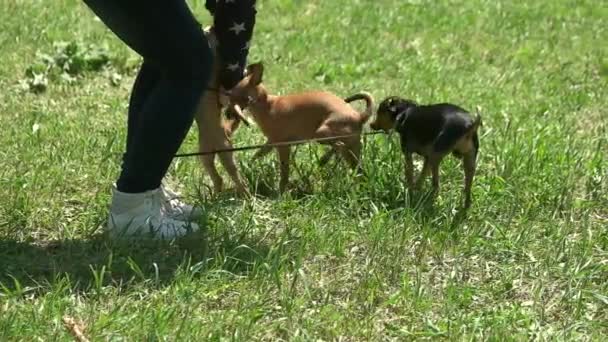 La mujer acaricia a sus perros . — Vídeo de stock