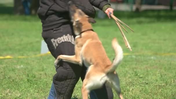 El perro está mordiendo a un hombre, está defendiendo usando un palo . — Vídeos de Stock