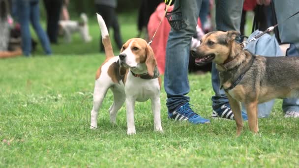 Patiently staying dogs. — Stock Video