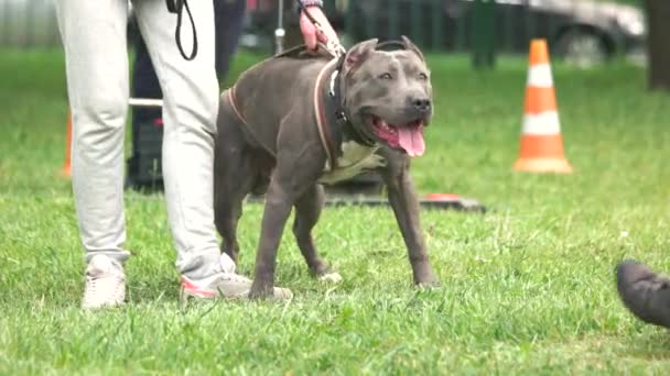 O cão está furiosamente rasgando o brinquedo puxador . — Vídeo de Stock