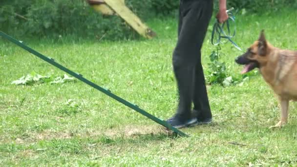 Chien ne parvient pas à monter . — Video