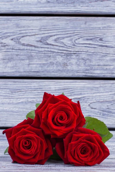 Ρομαντικά κόκκινα τριαντάφυλλα με χώρο αντίγραφο. — Φωτογραφία Αρχείου