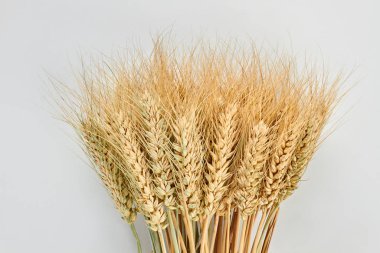 Gri arka planda buğday yaprağı kulakları.