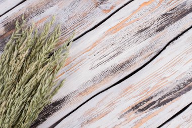 Mısır gevreği kulakları ve kopyalama alanı.