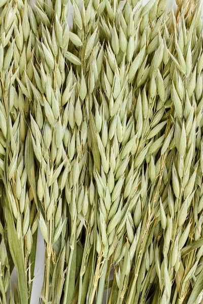 Green oat ears background.