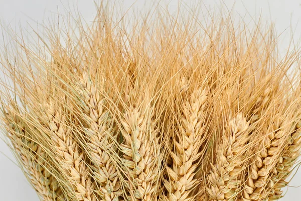 Пшеничные уши фон . — стоковое фото
