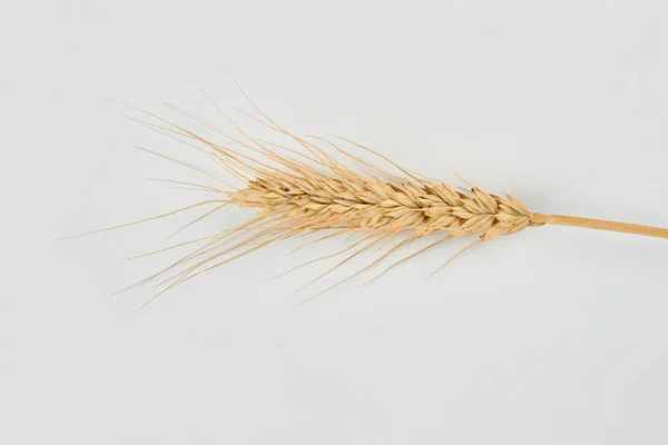 Ripe wheat spike on white background. — 图库照片