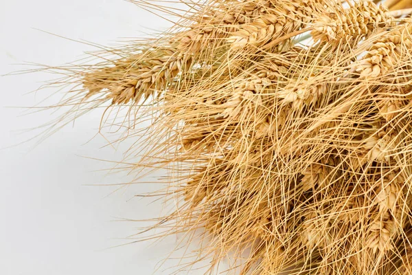 Куча пшеничных ушей и место для копирования . — стоковое фото