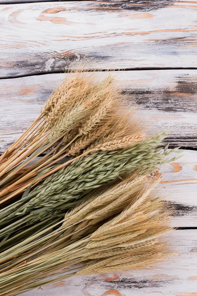 stock image Ears of different types of cereals.