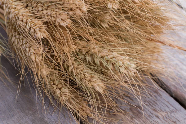 Orelhas de trigo maduras fechar . — Fotografia de Stock