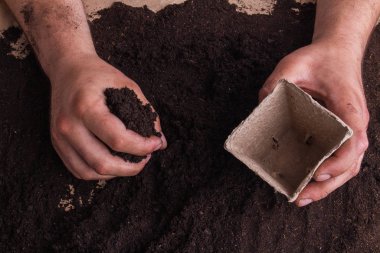 İnsanlar toprağı fiber kabın içine koymak için toprağı tutarlar..