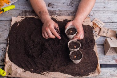 Fasulyeli saksı fiber tenceresi..