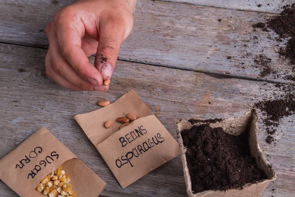 使い捨ての鍋に種を蒔くためのアスパラガス豆を取る. — ストック写真
