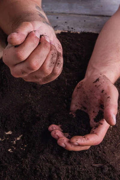 Грязные мужские руки работают с плодородной почвой . — стоковое фото