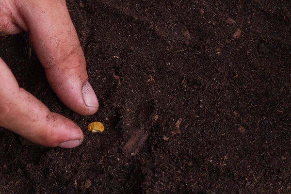 Zbliżenie palce roślin kukurydzy cukrowej w glebie gruntowej. — Zdjęcie stockowe