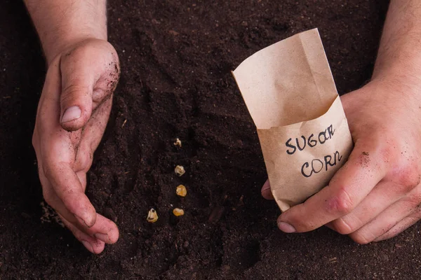 トウモロコシの砂糖の種を植える庭師の手を閉じる. — ストック写真