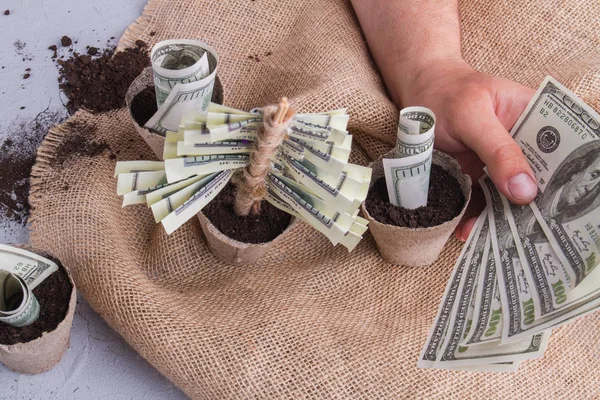 Fibre plant pots with growing us currency bills money. — 스톡 사진