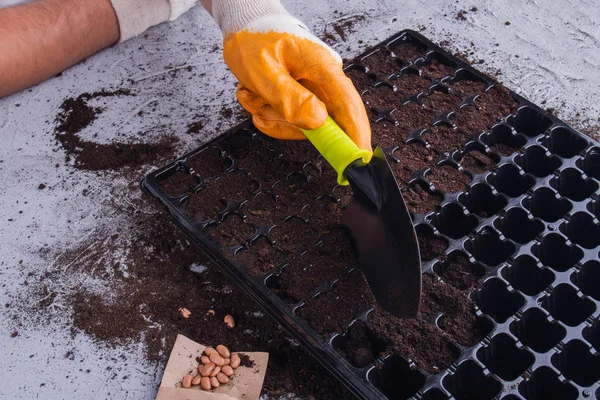 Agriculturist filling plastic cell tray with a soil using trowel. — 스톡 사진