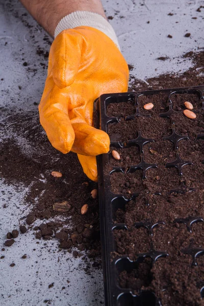 Gloved farmers hand with plastic tray close-up. — 스톡 사진