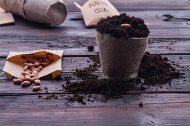 Homemade planting brown bean in a small fibre pot.