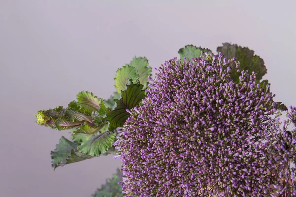 Flor planta de col púrpura decorativa . — Foto de Stock