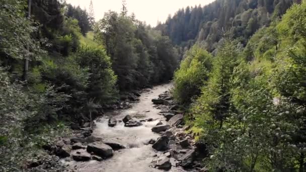 Bergiga floden i skogen av Karpaterna. — Stockvideo