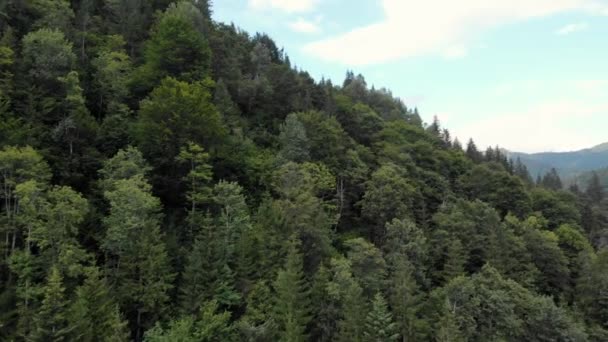 Bosque de coníferas en las montañas con cielo azul en el fondo . — Vídeos de Stock