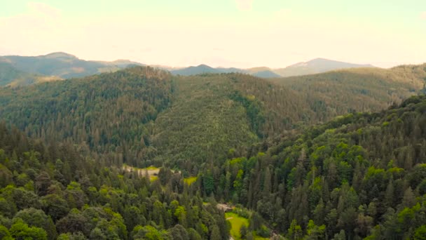 Bosque de coníferas y montañas paisaje . — Vídeo de stock